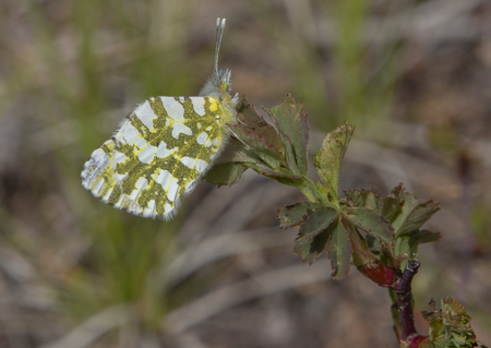 Marble Butterfly Taking a Rest