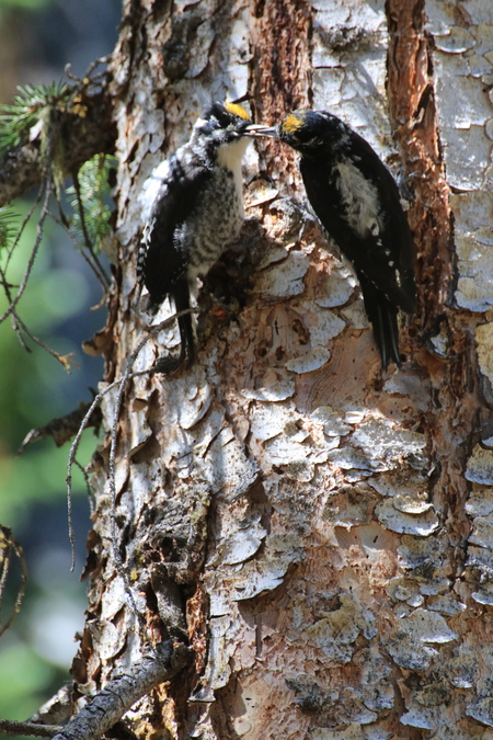 Woodpeckers Enjoy a Pine Tree  Buffet