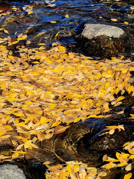 Cottonwood Leaves in Arkansas River