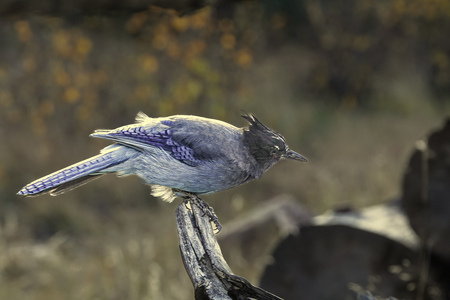 Stellar Jay Having a Stellar Day