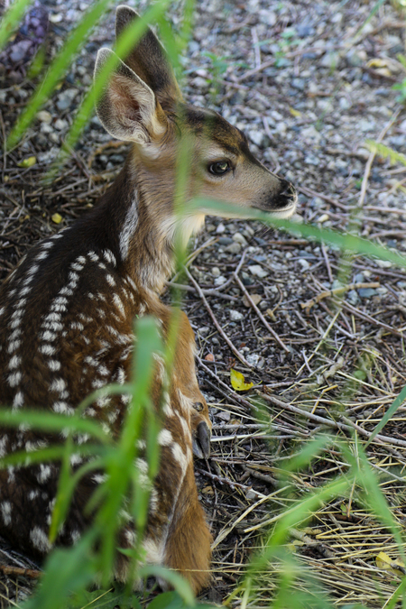 Let Sleeping Fawns Lie