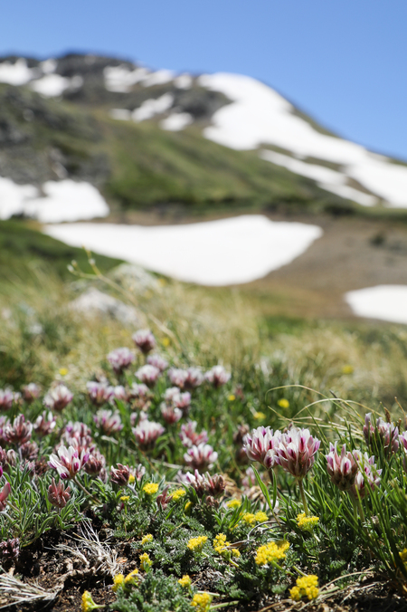 Alpine Clovers Emerge