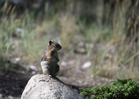 A Quiet Moment in the Day of a Chipmunk