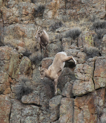 Bighorn ewes defying gravity