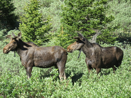 Moose Country