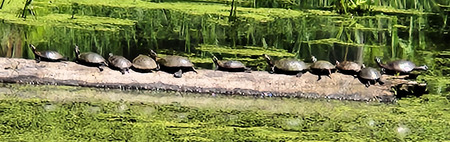 A Bale of Turtles