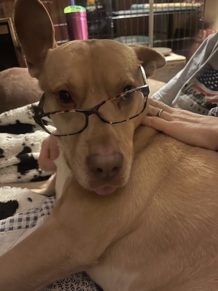 Zeke the Wonder Dog