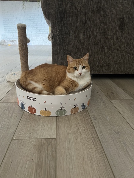 Nala