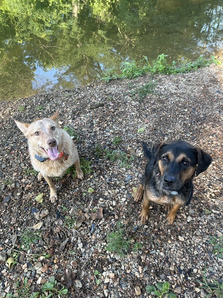 Bailey And Bojack 