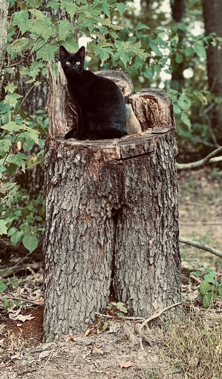 Oliver