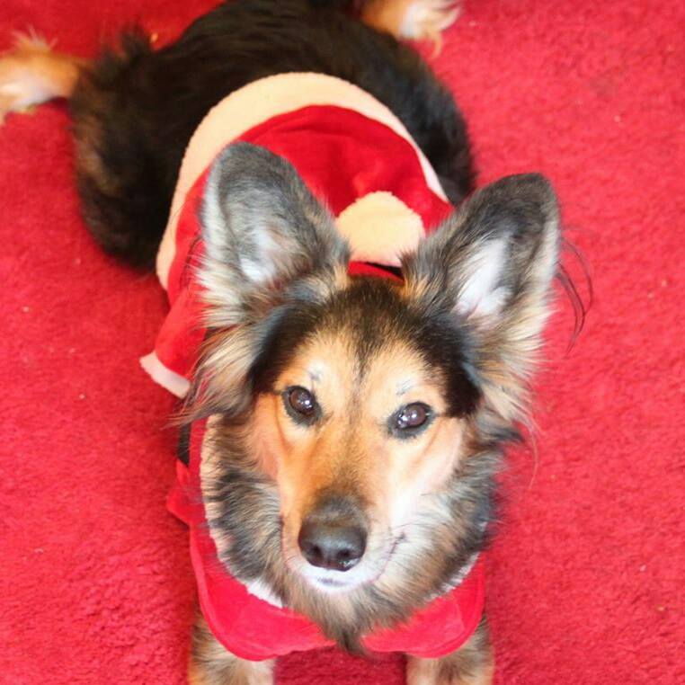 Vote for Maggie 2025 Pet Calendar Photo Contest