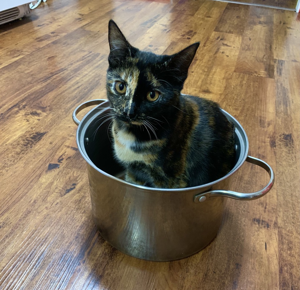 Vote for BC SPCA Calendar Contest