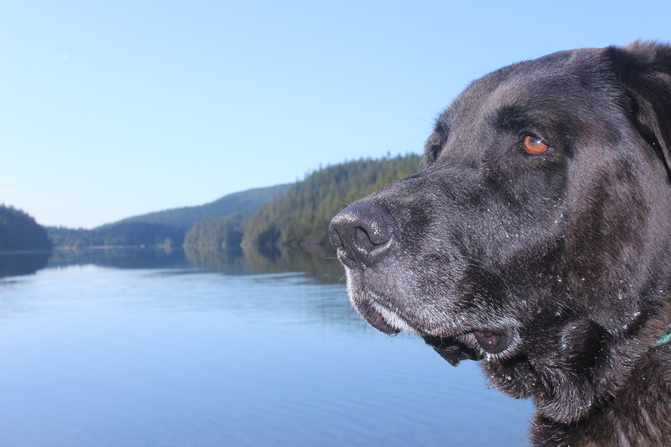 Vote for Sable BC SPCA Calendar Contest