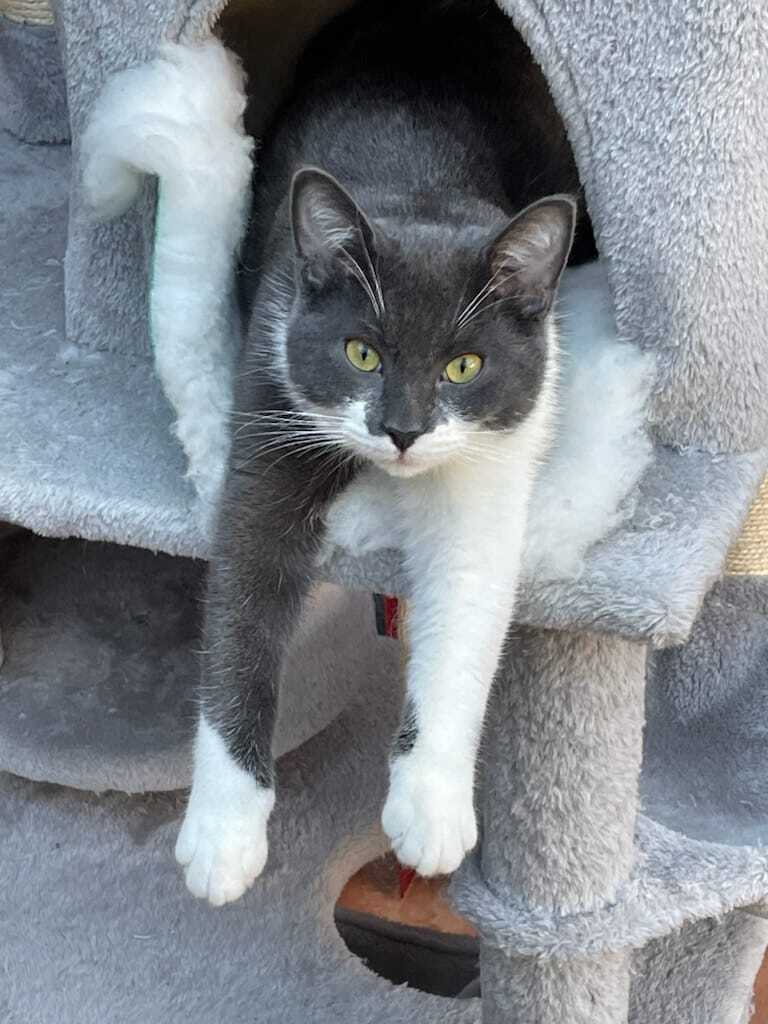Vote for Cosmo BC SPCA Calendar Contest