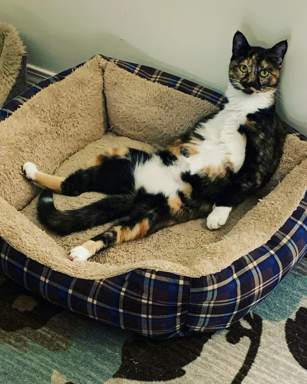 Vote for Lefty BC SPCA Calendar Contest