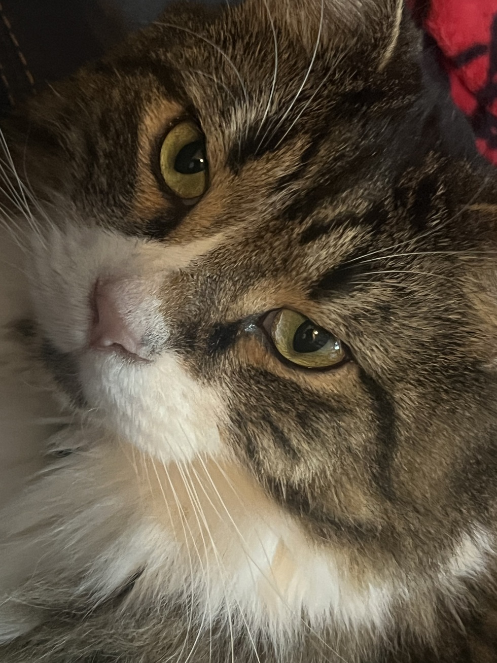 Vote for Wally BC SPCA Calendar Contest