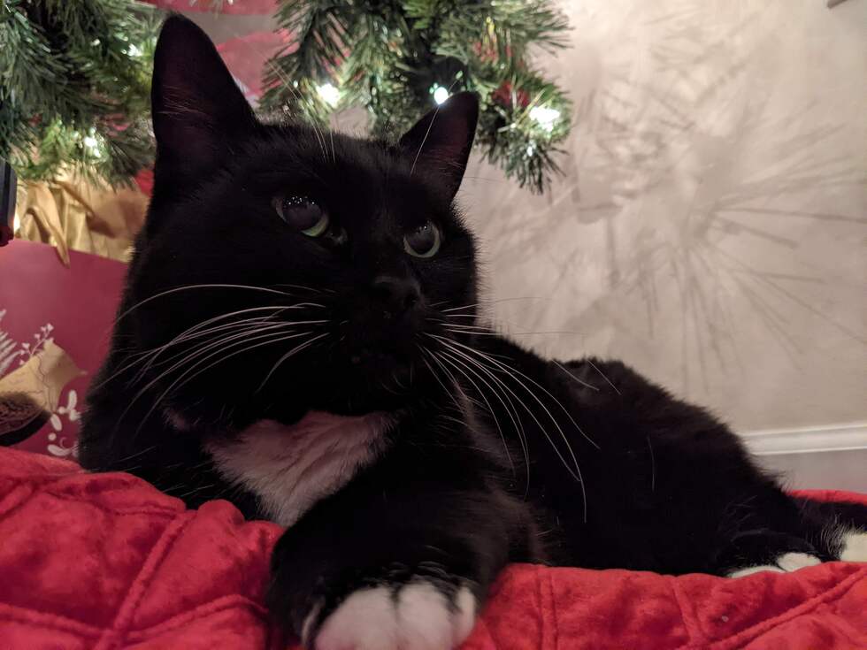 Vote for Simba BC SPCA Calendar Contest