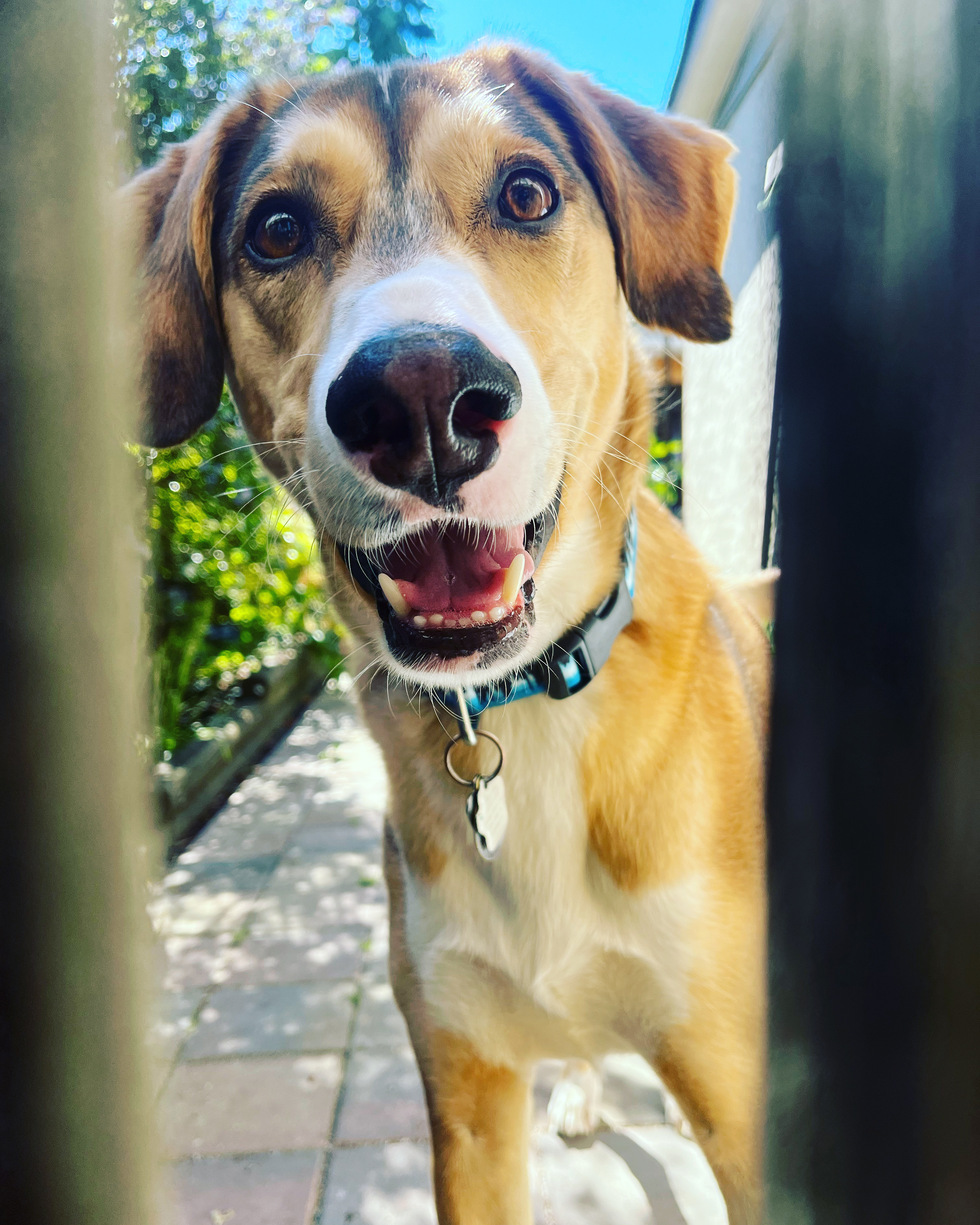 Vote for Buckshot BC SPCA Calendar Contest