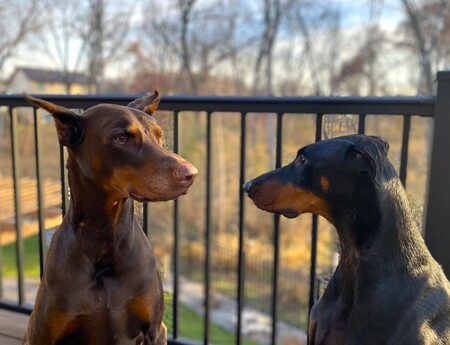 Sebastian & Zeus