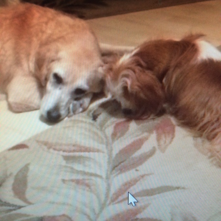 Entry image for Annie and Sophie. Clicking this image will show a larger photo
