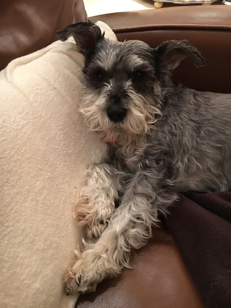 Entry image for Marley. Clicking this image will show a larger photo