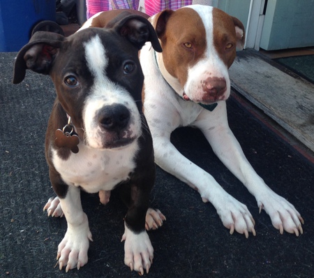 Entry image for Daisy and Louis. Clicking this image will show a larger photo
