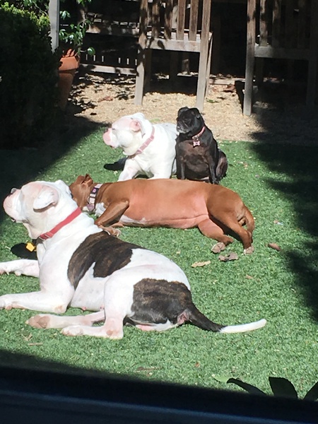 Entry image for Group photo: Kramer, Hershey, Stella, and Sugar. Clicking this image will show a larger photo