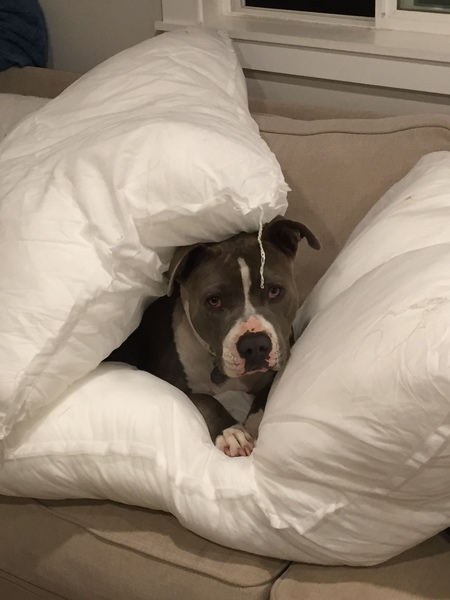 Entry image for Nellie. Clicking this image will show a larger photo