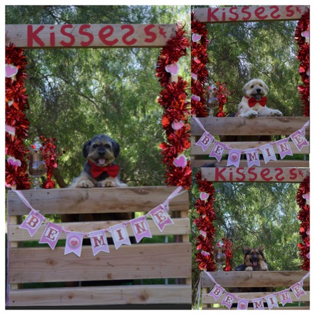 Entry image for Lucky, Bailey & Sasha. Clicking this image will show a larger photo
