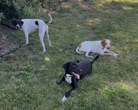 Wyatt, Stetson, & Sadey