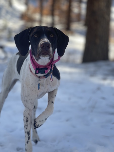 Kimber