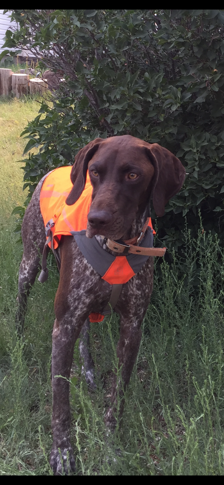 Ranger 