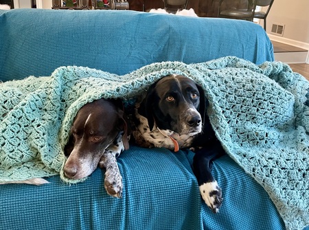 Grommit and Cooper