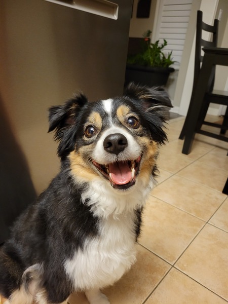 Obi