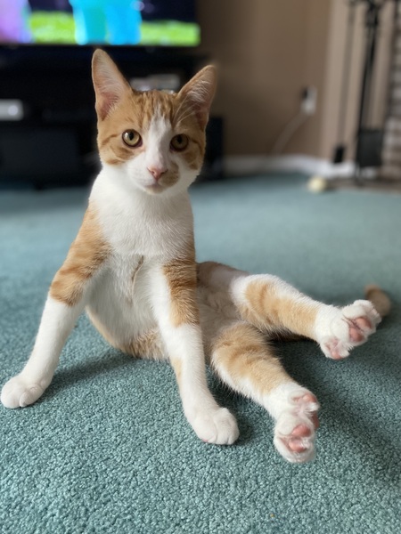 Ollie