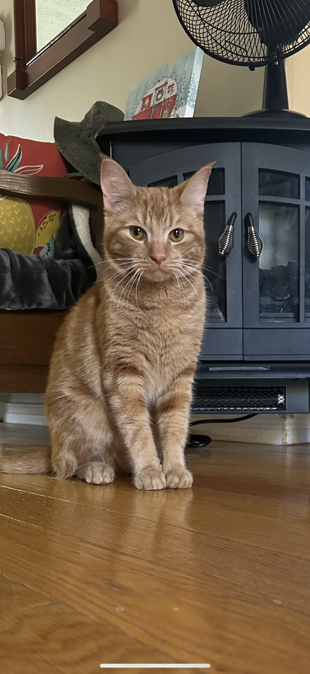 Frankie