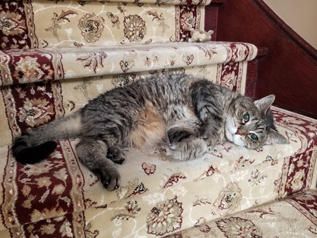 Ralphie