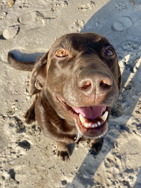 Gus