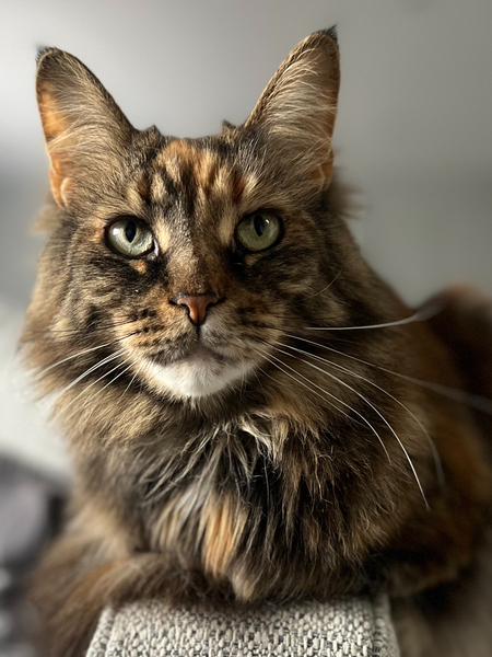 Lola 