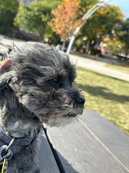 Duke