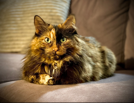 Ella