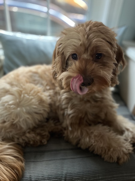 Piper