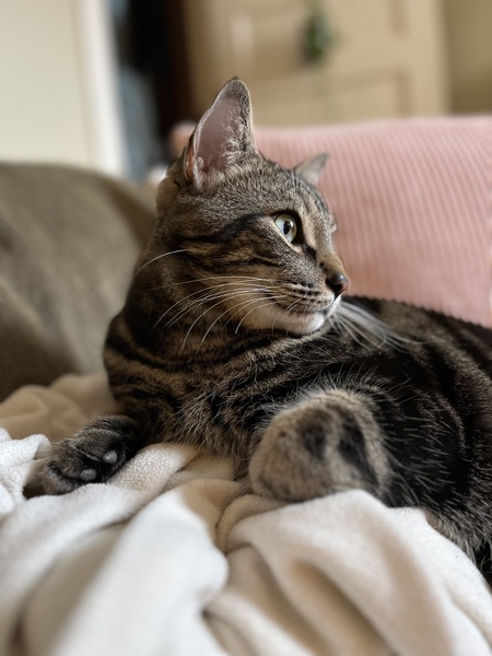 Odin