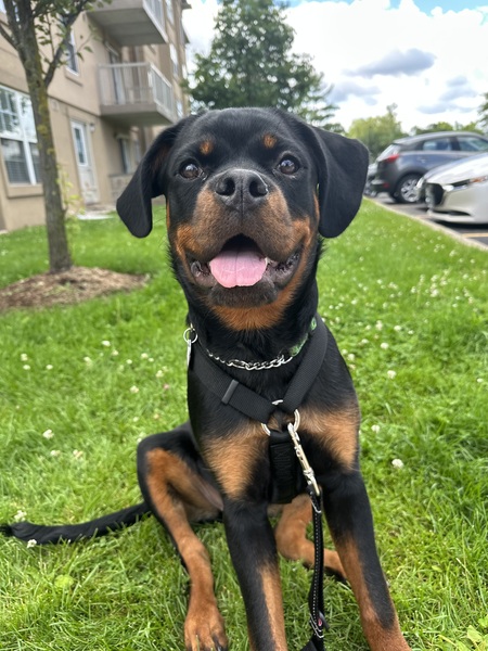 Scout 