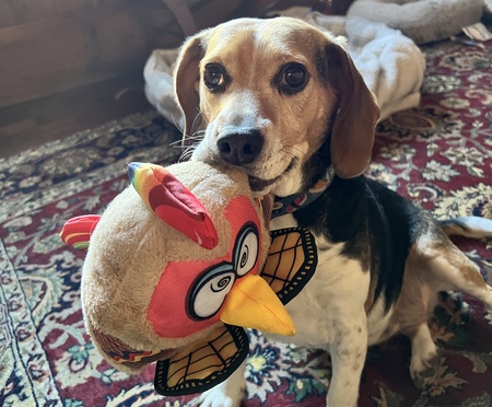 Peanut