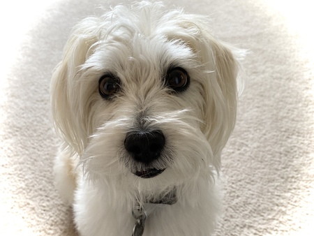 Zeus
