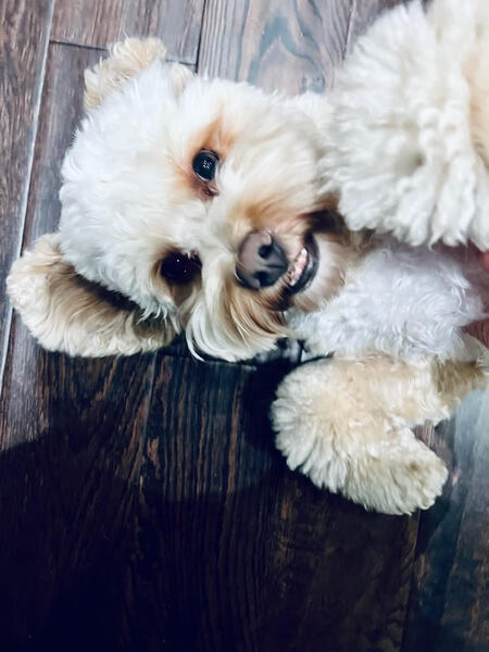 Bella