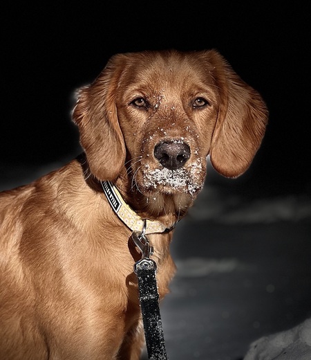 Balou