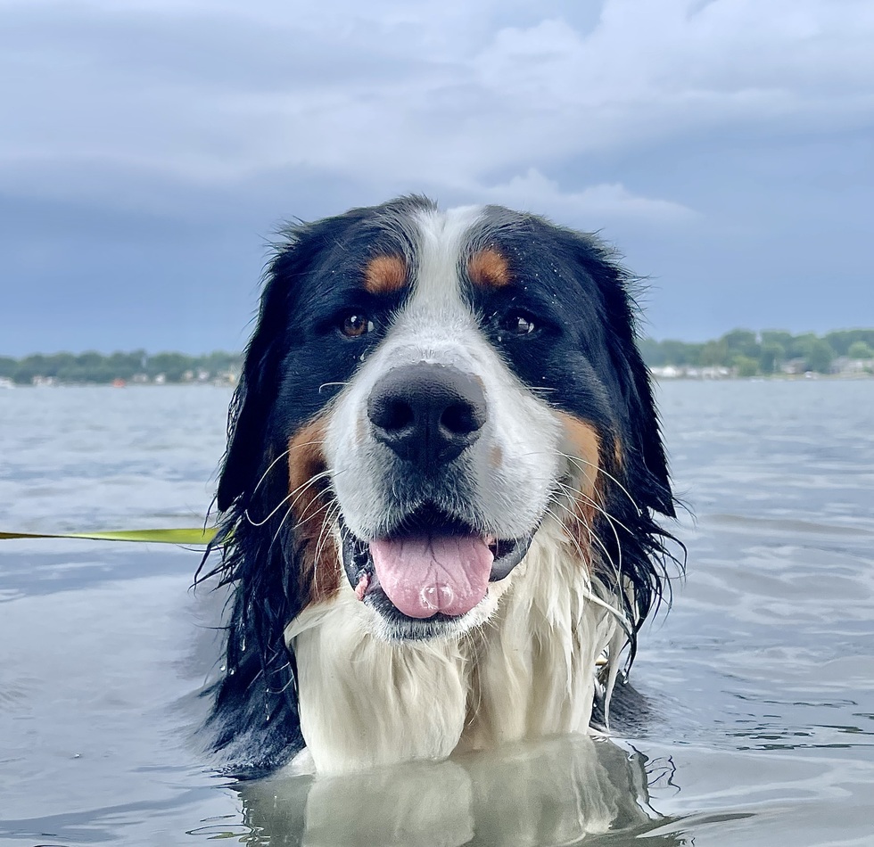 Vote for Murphy Cherryland Humane Society 2025 Pet Calendar Contest