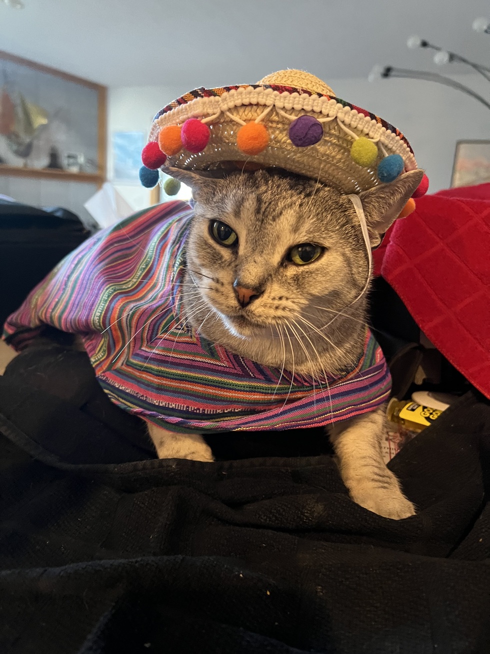 Vote for Cozumel Cherryland Humane Society 2025 Pet Calendar Contest